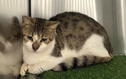 Found Tabby & White Cat