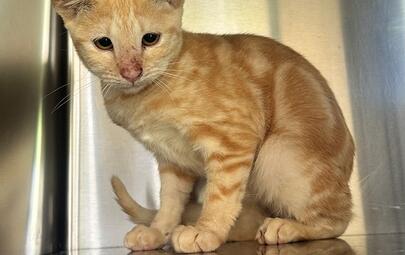 Found Ginger Kitten