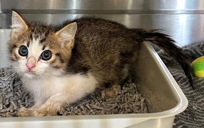 Found Tabby & White Kitten