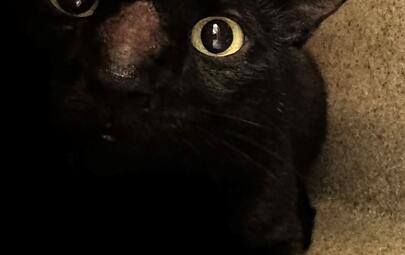 Found Black Cat