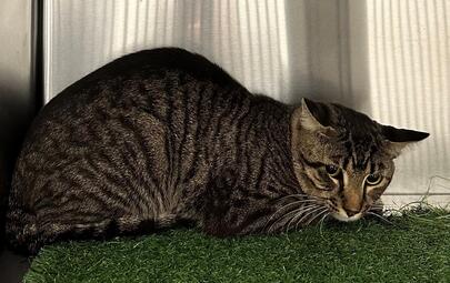 Found Tabby Cat