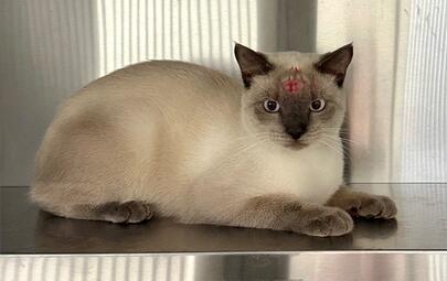 Found Cat