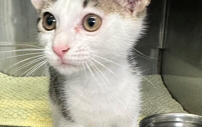 Found Tabby & White Kitten