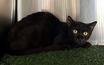 Found Black Cat