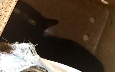 Found Cat