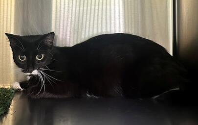 Found Black & White Cat