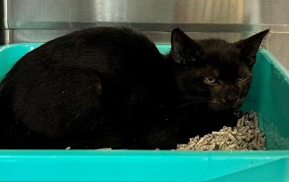 Found Black Cat