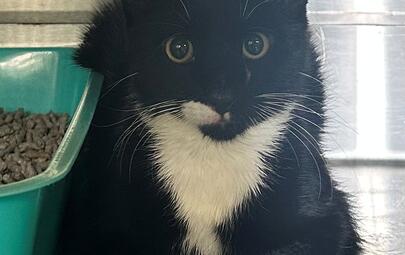 Found Black & White Cat