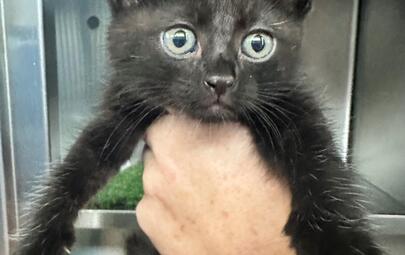 Found Black Kitten