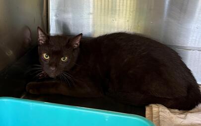 Found Domestic Short Hair