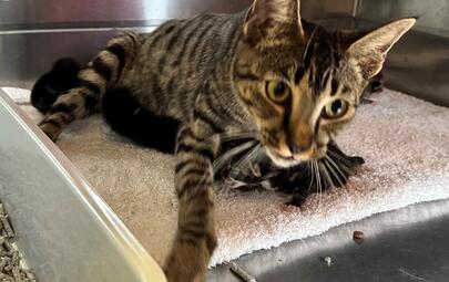 Found Tabby Cat