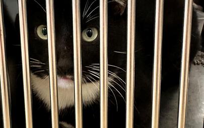 Found Black & White Cat
