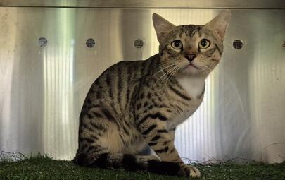 Found Domestic Short Hair