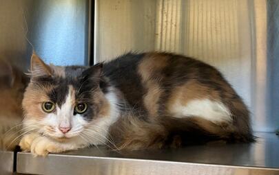 Found Domestic Medium Hair
