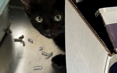 Found Black Kitten