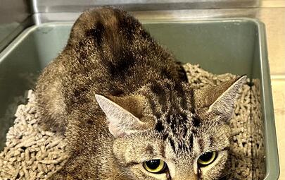 Found Tabby Cat
