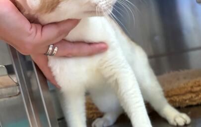 Found Domestic Short Hair