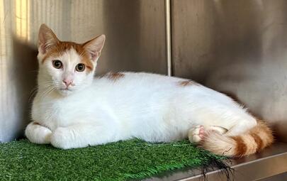 Found Domestic Short Hair