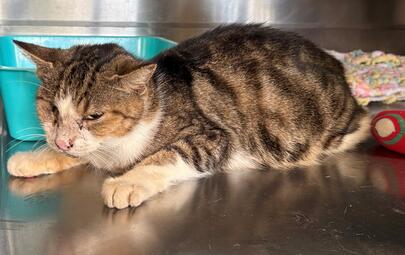 Found Domestic Short Hair