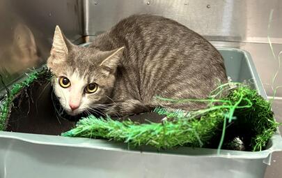 Found Domestic Short Hair Kitten