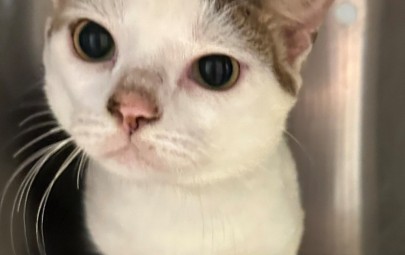 Found Cat