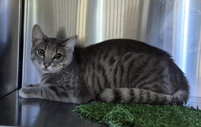 Found Domestic Short Hair