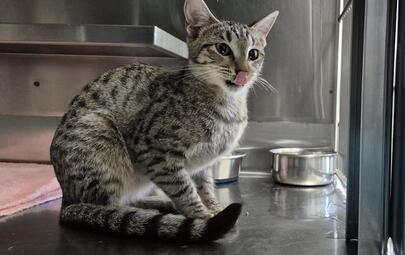 Found Domestic Short Hair
