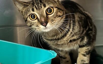 Found Tabby Cat