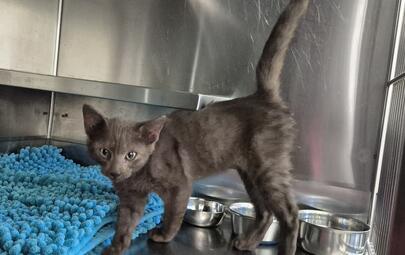 Found Domestic Short Hair Kitten