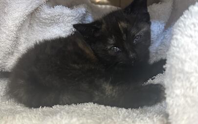 Found Kitten