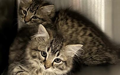 Found 2 Tabby Kitten