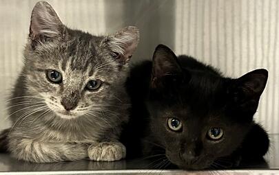 Found Grey Tabby & Black Kitten