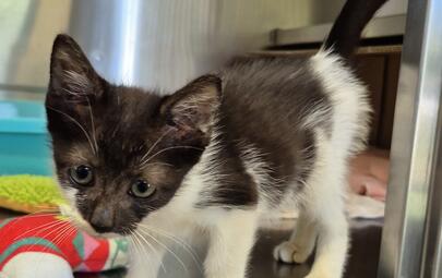 Found Domestic Medium Hair Kitten