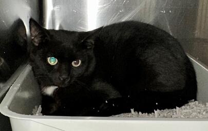 Found Black White Cat 