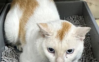 Found Ginger & White Cat 