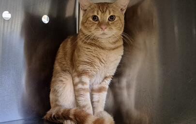 Found Domestic Short Hair