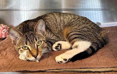 Found Tabby & White Cat