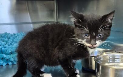Found Domestic Short Hair Kitten