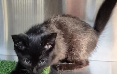 Found Domestic Short Hair Kitten