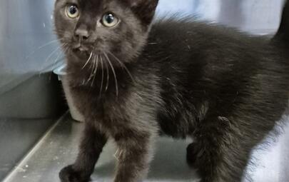 Found Domestic Short Hair Kitten