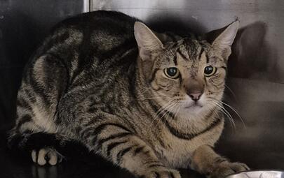 Found Domestic Short Hair