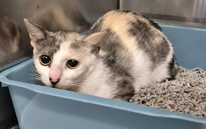 Found Domestic Short Hair