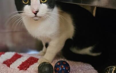 Found white and black cat.