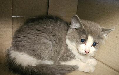 Found grey and white cat. 