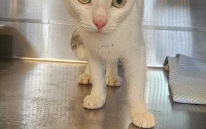Found white and calico cat. 