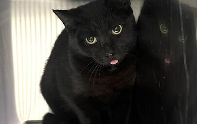 Found Cat 