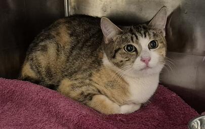 Found Domestic Short Hair
