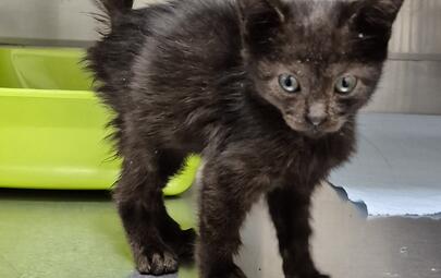 Found Domestic Short Hair Kitten