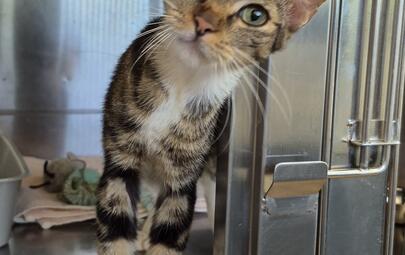 Found Domestic Short Hair