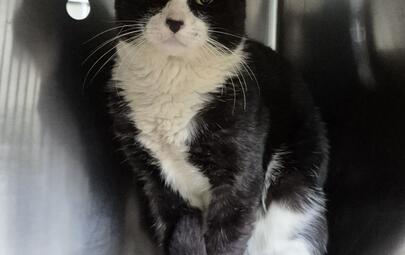 Found Domestic Short Hair